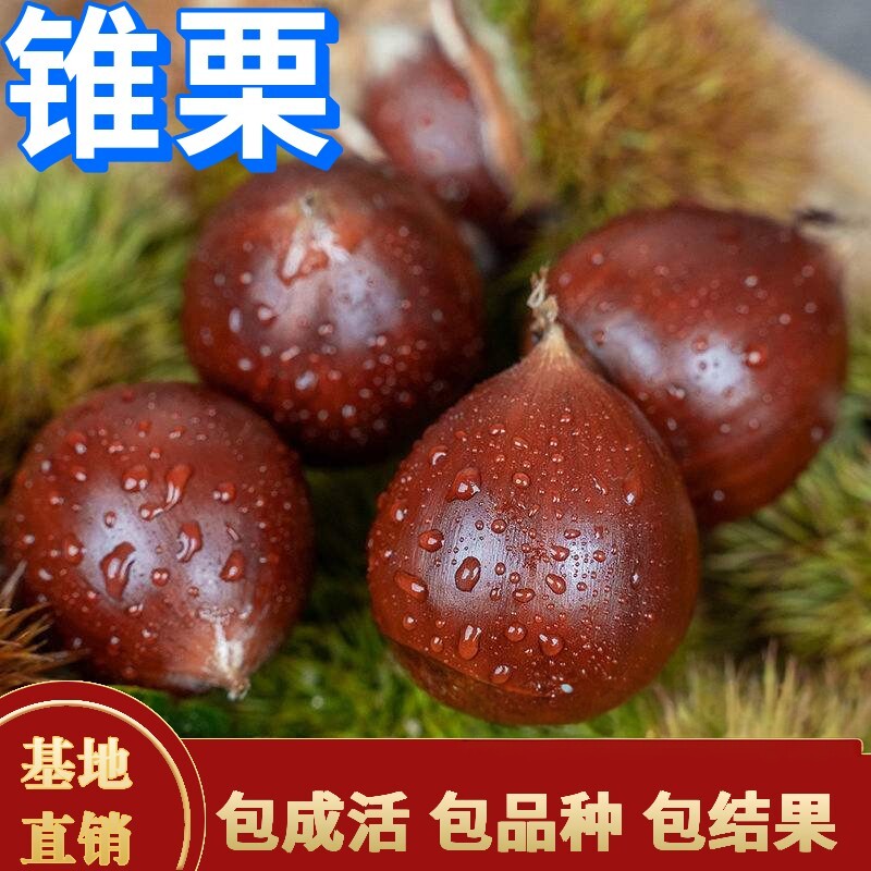 锥栗苗板栗树嫁接南北方种植庭院阳台树苗地载盆栽特大苗当年结果