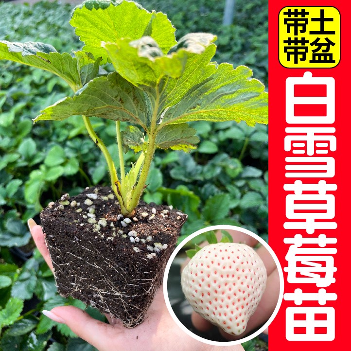 奶油白雪公主白草莓苗秧带原土原盆发新苗对版四季阳台盆栽多年生