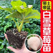 奶油白雪公主白草莓苗秧带原土原盆发新苗对版 四季 阳台盆栽多年生