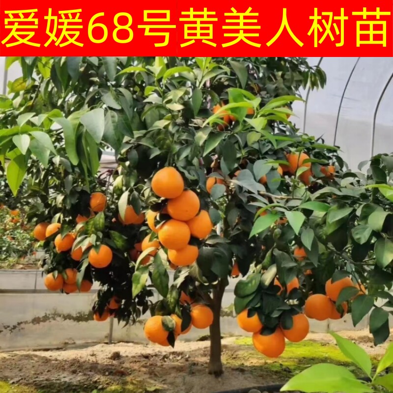 新品种柑橘树苗黄美人树苗爱媛68号树苗嫁接柑橘树苗原土球带果苗