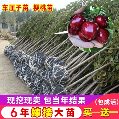 车厘子树苗樱桃树苖南方北方四季种植盆栽庭院果树樱桃树大樱桃苗