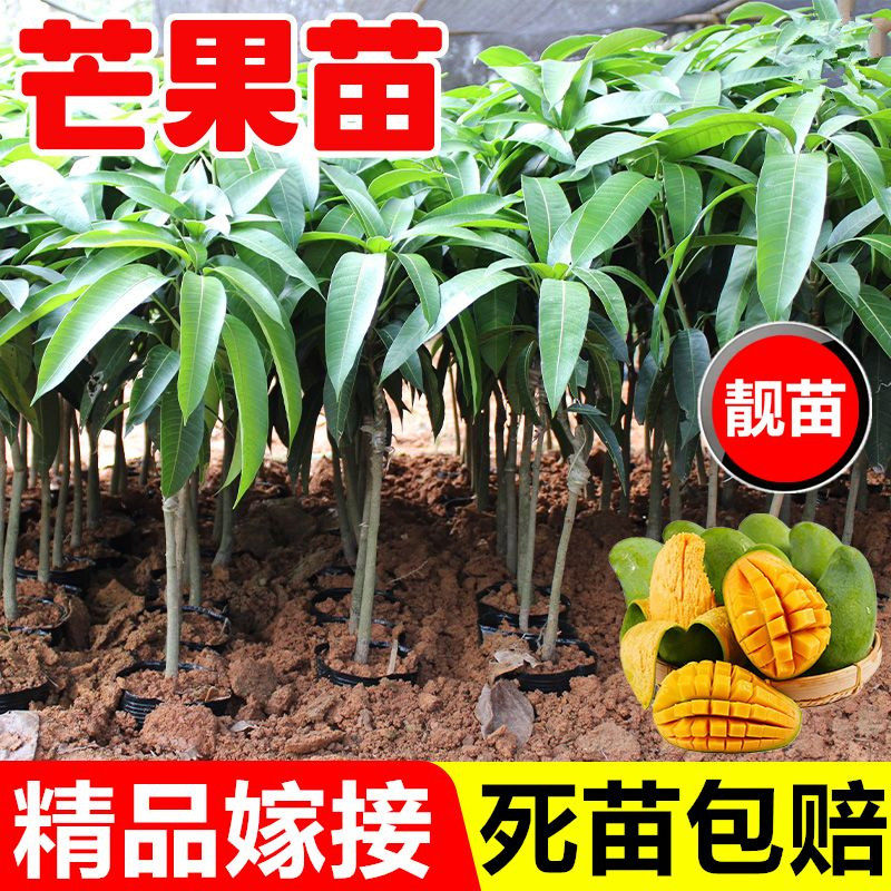 芒果苗树苗台农芒金煌芒苗四季蜜芒嫁接苗品种正宗带叶泥盆栽庭院