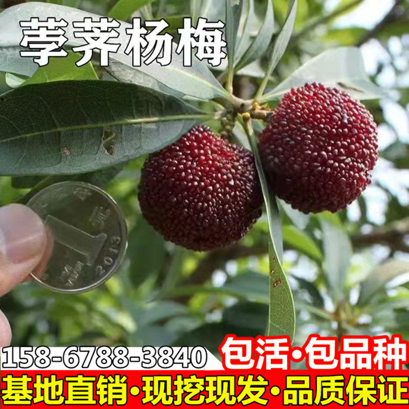 杨梅树苗宁波荸荠杨梅苗正宗嫁接杨梅苗南北方种植特大杨梅结果苗