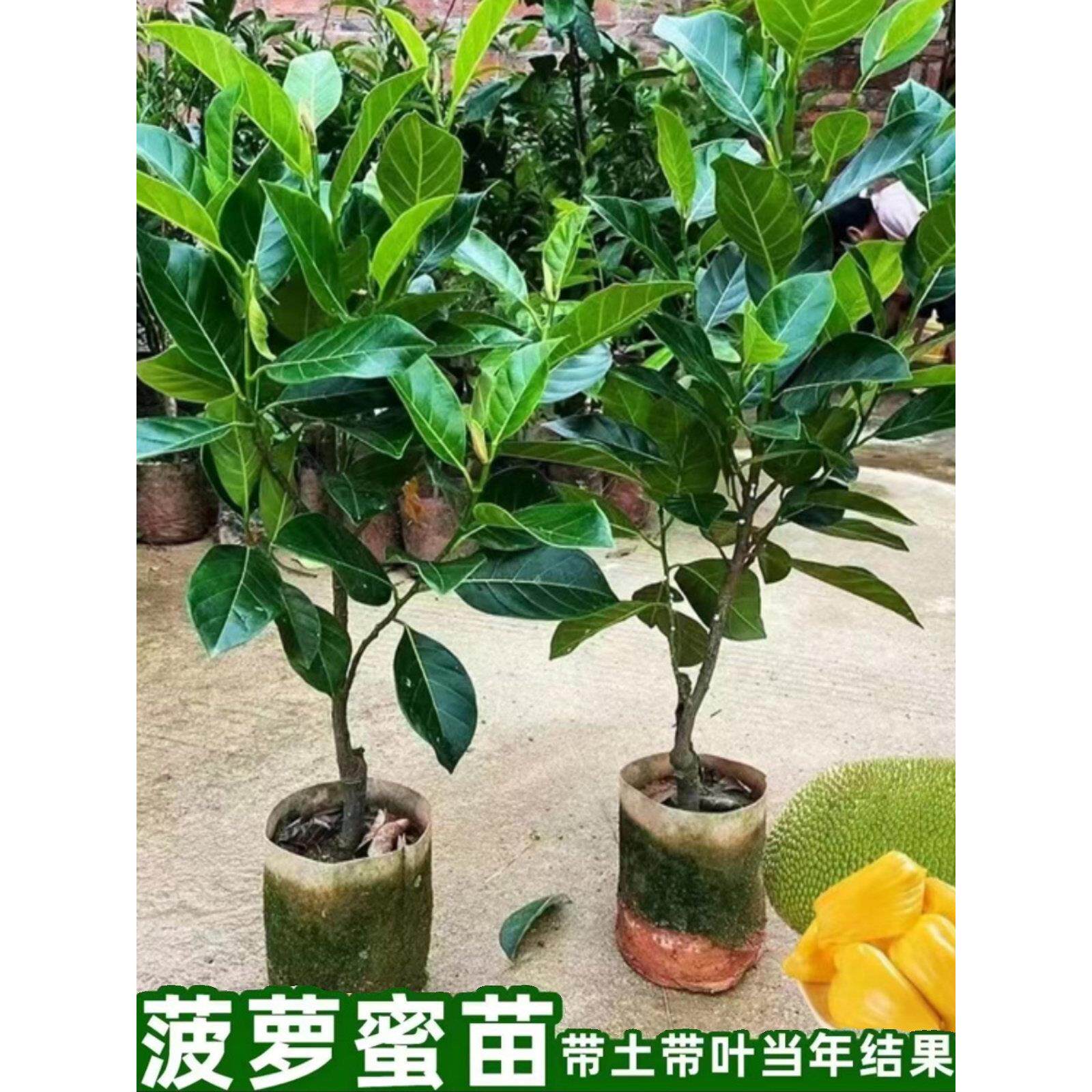印尼红菠萝蜜嫁接苗四季结果泰国12号红肉菠萝蜜大树菠萝南北方种