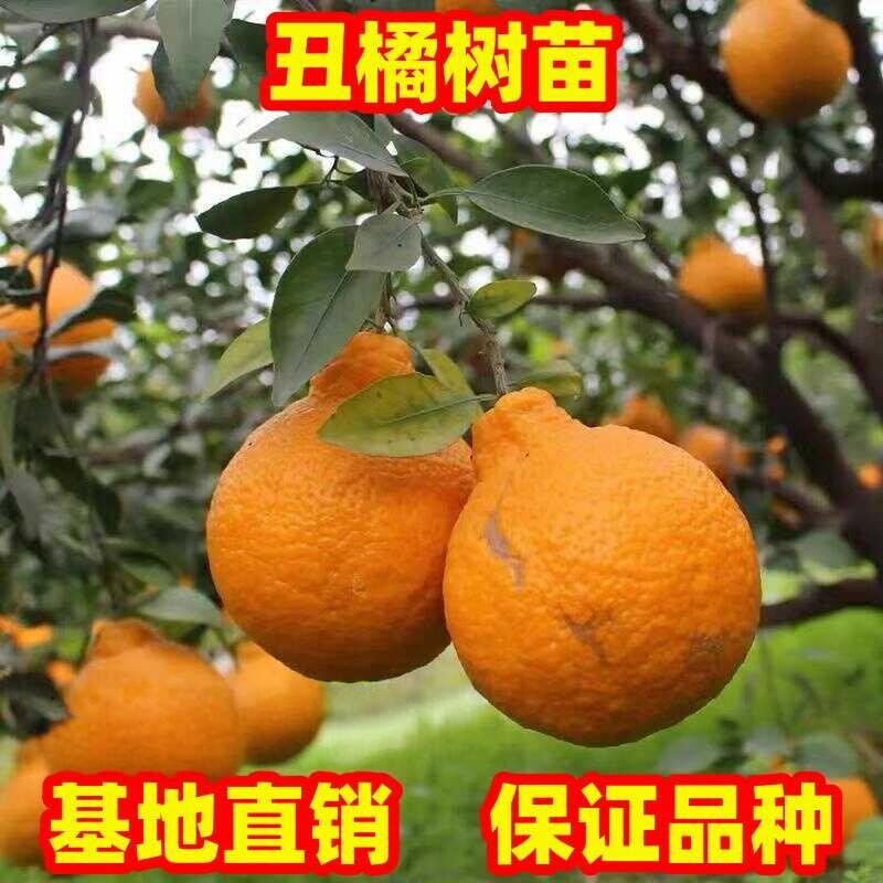 橘子果树果苗不知火丑橘树苗南北方庭院阳台盆栽地栽特大柑橘树苗