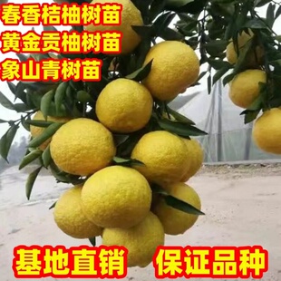 橘子树苗春香桔柚树苗黄金贡柚树苗象山青树苗南北方庭院种植盆栽