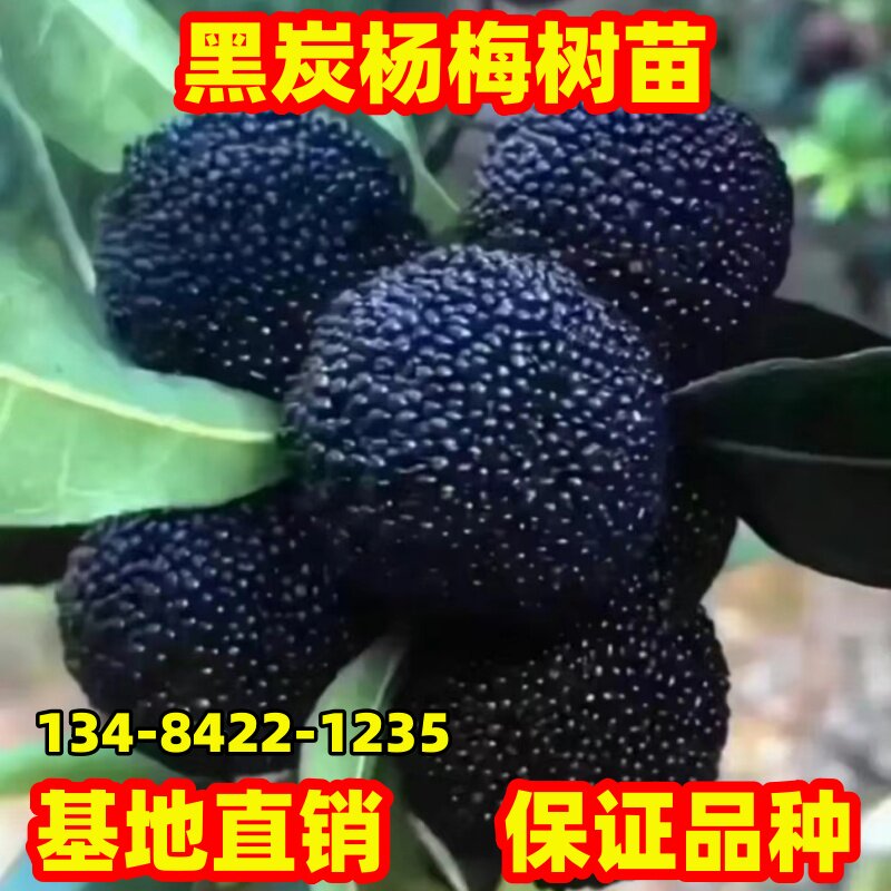 杨梅苗嫁接黑炭杨梅树苗南北方庭院种植特大杨梅树树苗正宗乌梅苗