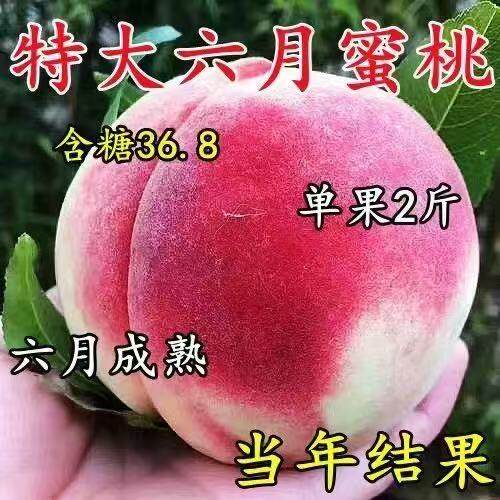 特大水蜜桃树苗嫁接新品种六月蜜桃树苗 早熟水蜜桃树苗 当年结果
