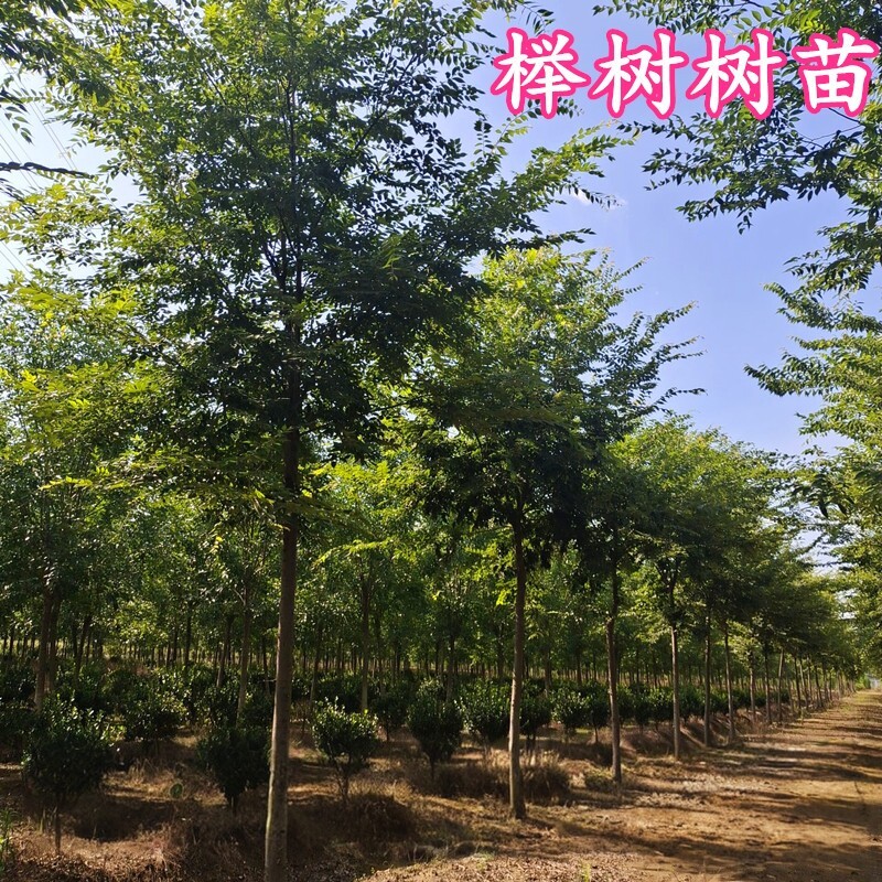 榉树树苗红榉树小苗庭院风景树大型丛生榉树朴树苗南北方种植耐寒