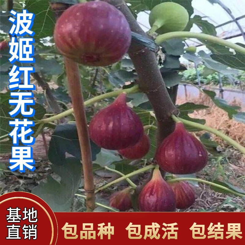 波姬红无花果苗南北方盆栽种植大果苗扦插树苗庭院地栽植当年结果