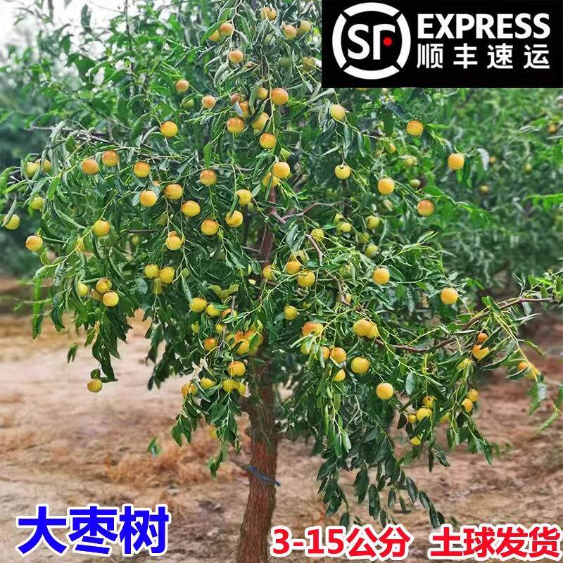 新品种特大果枣苗沾化冬枣二号枣子树苗嫁接苗盆地栽种植当年结果