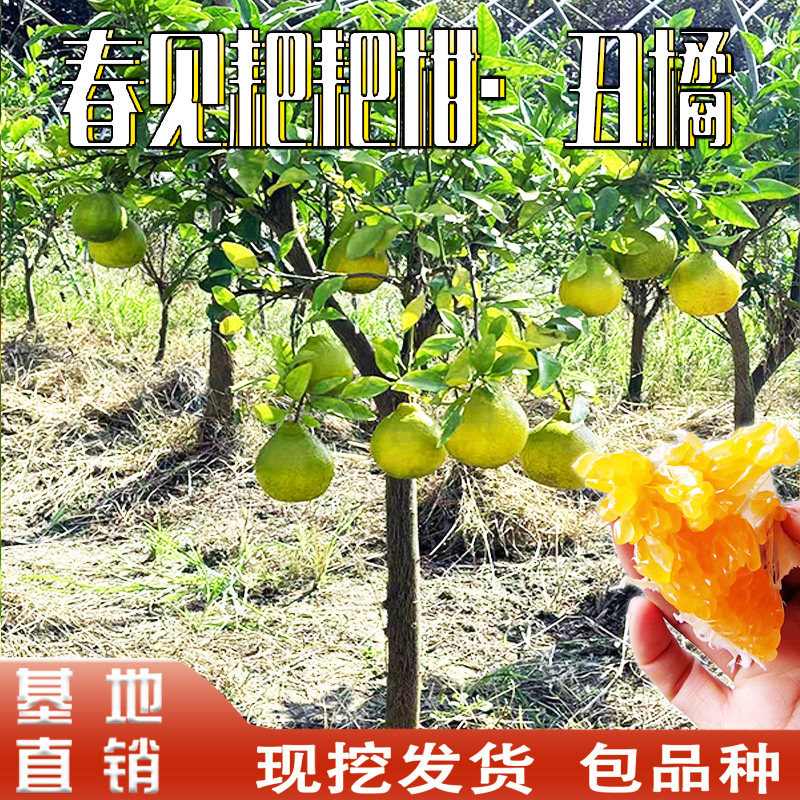 春见耙耙柑苗不知火丑橘树苗庭院盆栽地栽南北方种植嫁接当年结果