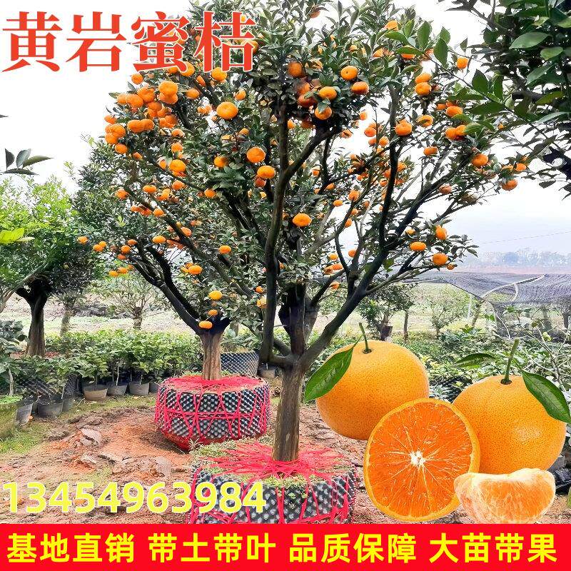 正宗临海涌泉蜜桔果树苗嫁接无籽砂糖橘无核黄岩蜜橘果树当年结果