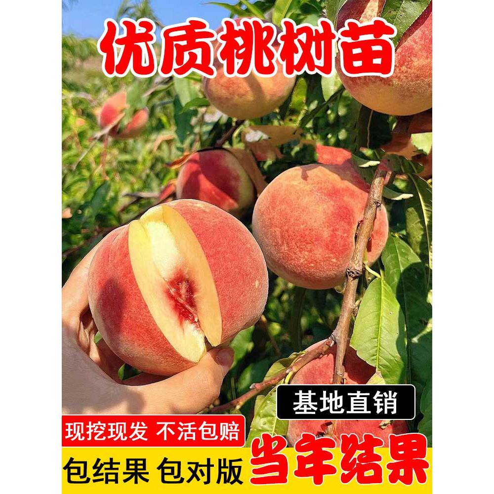 正宗桃树果苗冬桃油桃水蜜桃树苗南北方盆栽地栽庭院四季种植大树
