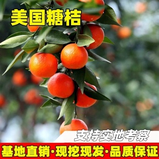 美国糖桔苗庭院地栽橘子树大树阳台盆栽嫁接红桔果树苗现挖现发苗