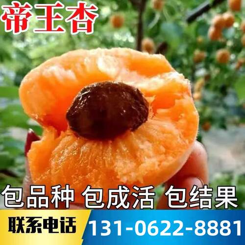 帝王杏树果苗南北方种植特大号耐寒杏树活苗盆栽嫁接早熟当年结果