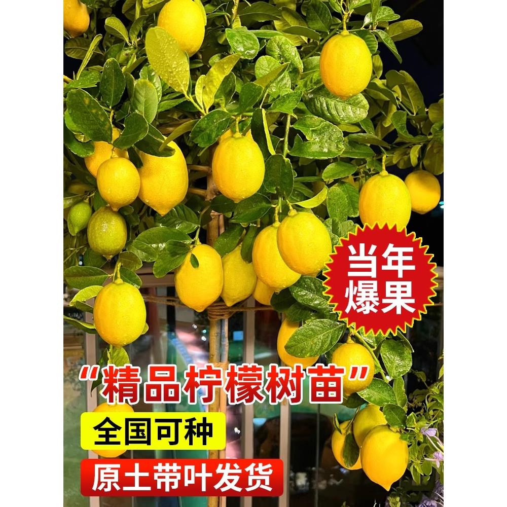 无籽香水柠檬树苗水果树果苗南北方室内庭院名贵四季种植当年结果