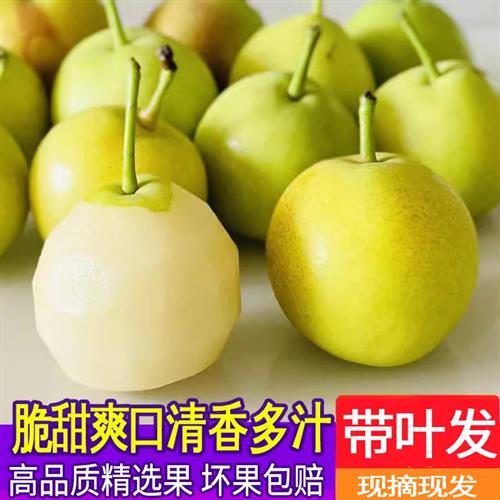 蜜雪老树玉露香梨+云南蜂糖蜂蜜梨小糖梨新鲜水果青梨腚梨子