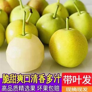 蜜雪老树玉露香梨+云南蜂糖蜂蜜梨小糖梨新鲜水果青梨腚梨子