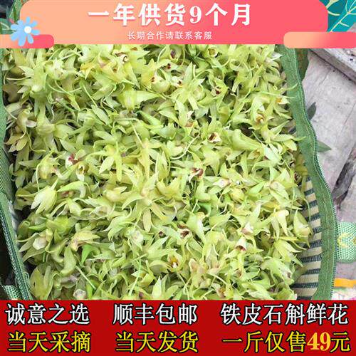 顺丰包邮铁皮石斛鲜花当天采摘新鲜食用一斤枫斗新花正宗基地直发