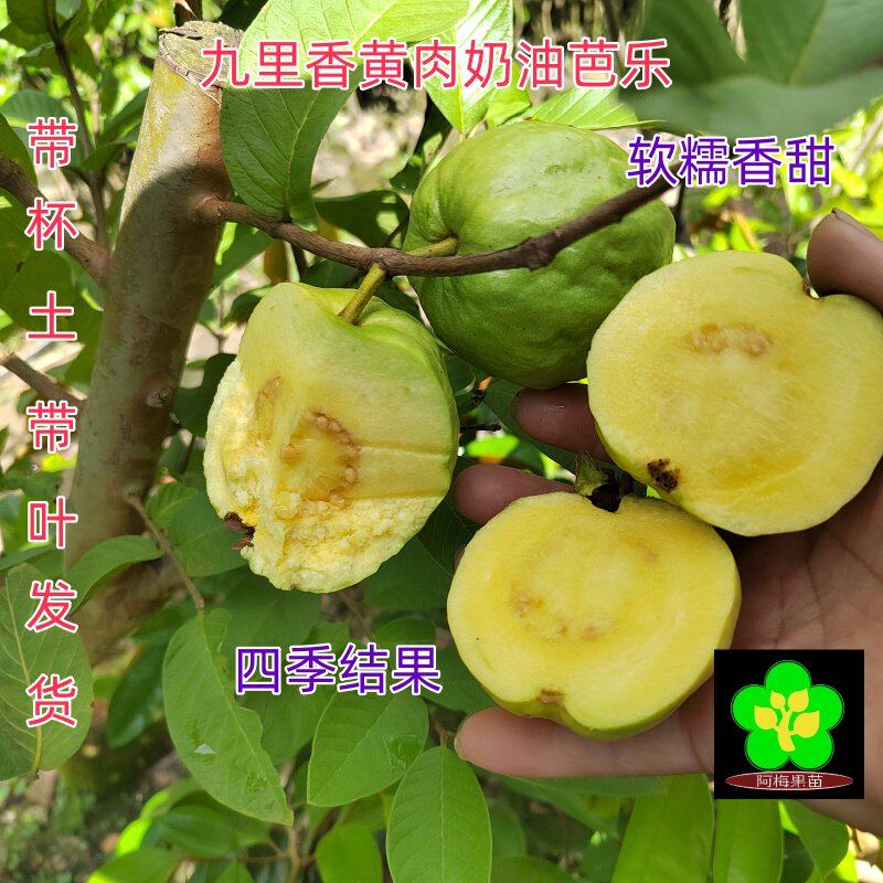 九里香黄肉奶油芭乐实生苗 少籽