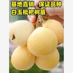 白玉枇杷树苗嫁接特大早熟宁海白沙琵琶果树苗盆栽地栽南北方种植