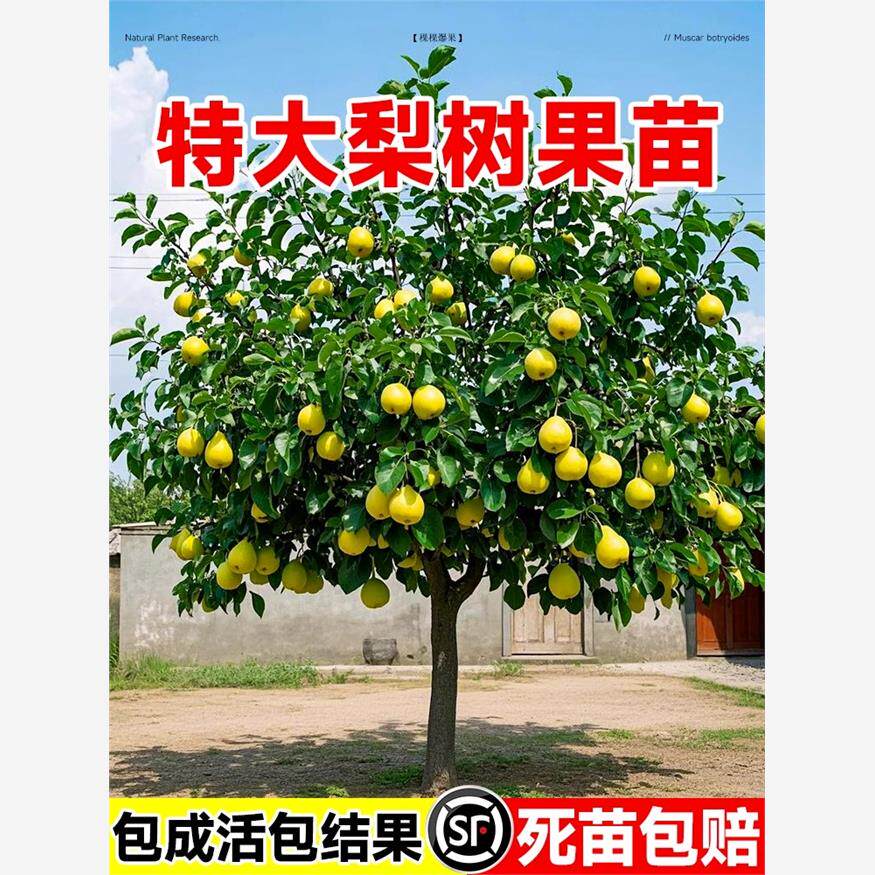 特大梨树果苗带土球南方北方庭院种植沙梨香梨翠冠嫁接秋月梨树苗