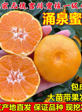 嫁接无核涌泉蜜橘苗临海