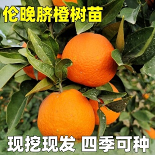 橙子树苗脐橙苗树苗伦晚脐橙苗南北方庭院种植果树嫁接苗现挖现发