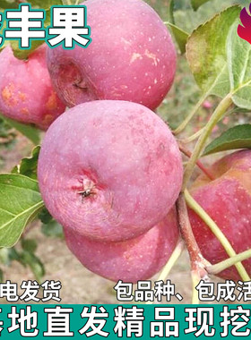 龙丰果苗南北方庭院地栽