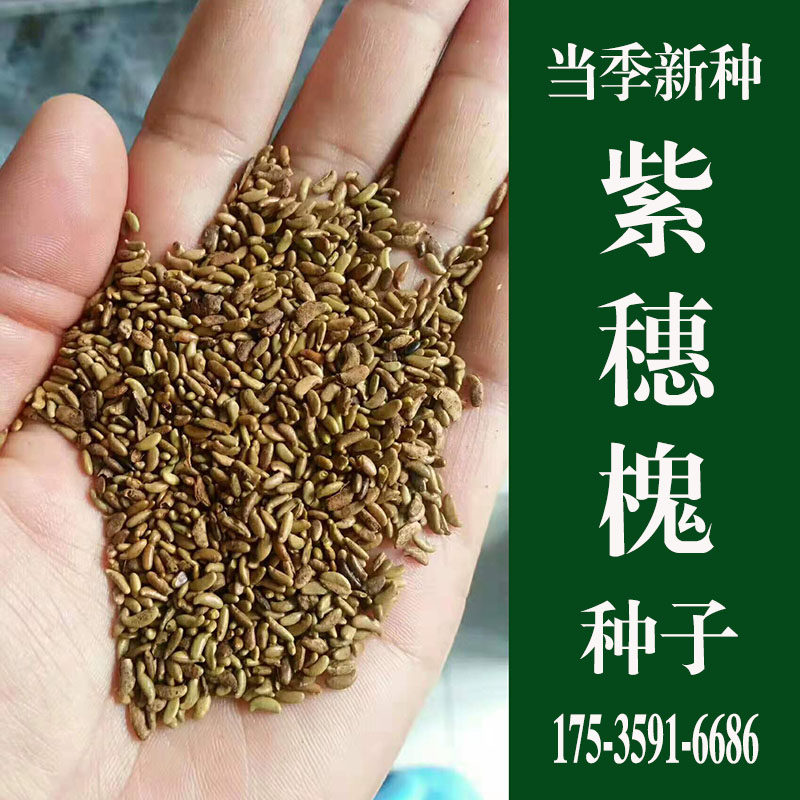紫穗槐种子新采优质紫穗槐籽护坡固土灌木绿化观花风景树春季育苗