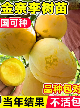 黄金奈李子树苗果树果苗盆栽地栽三华蜂糖新品种特大号南北方种植