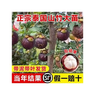 正宗山竹树苗无核山竹果苗庭院盆栽地栽南方北方种植四季当年结果