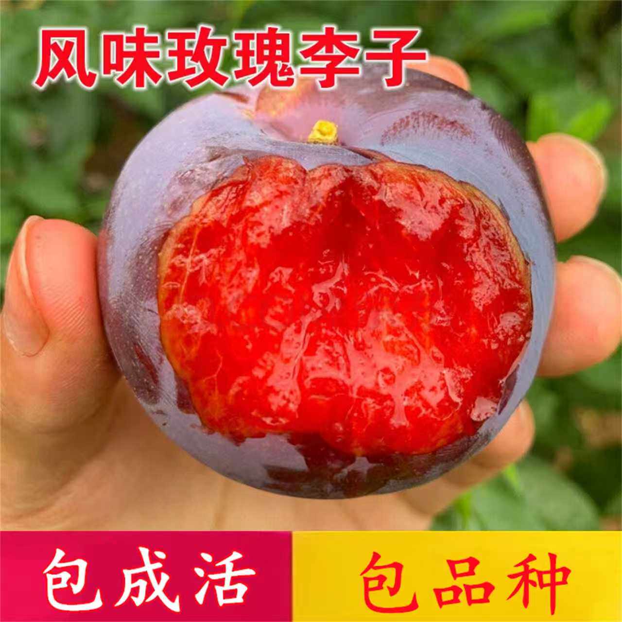 风味玫瑰李子树苗南北方种植特大号矮化盆栽嫁接脆甜耐寒当年结果