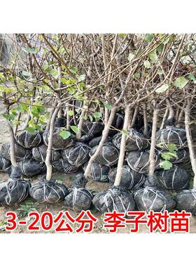 李子树苗特大嫁接蜂糖李