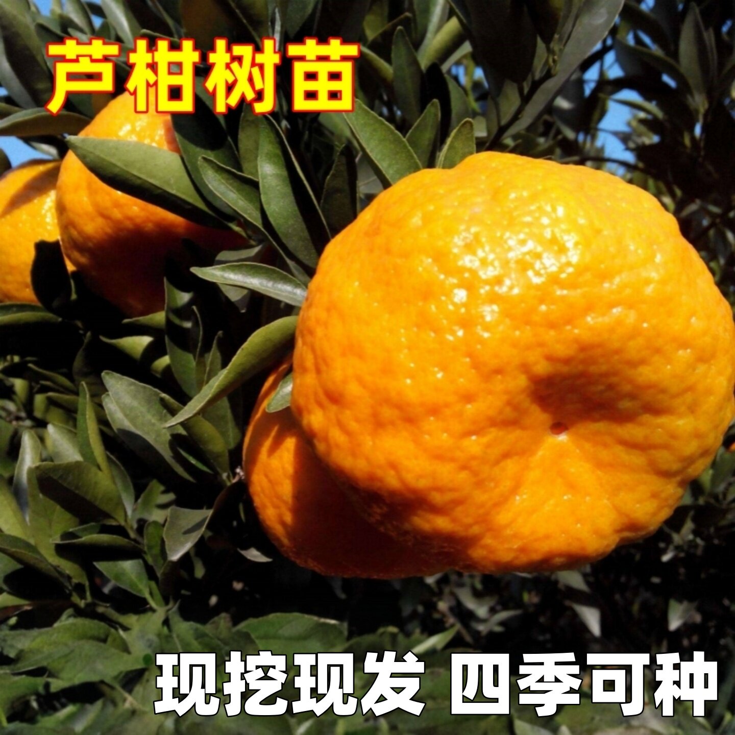 柑橘树苗芦柑桔子果树苗柑桔树苗嫁接桔子苗南方北方庭院阳台栽种