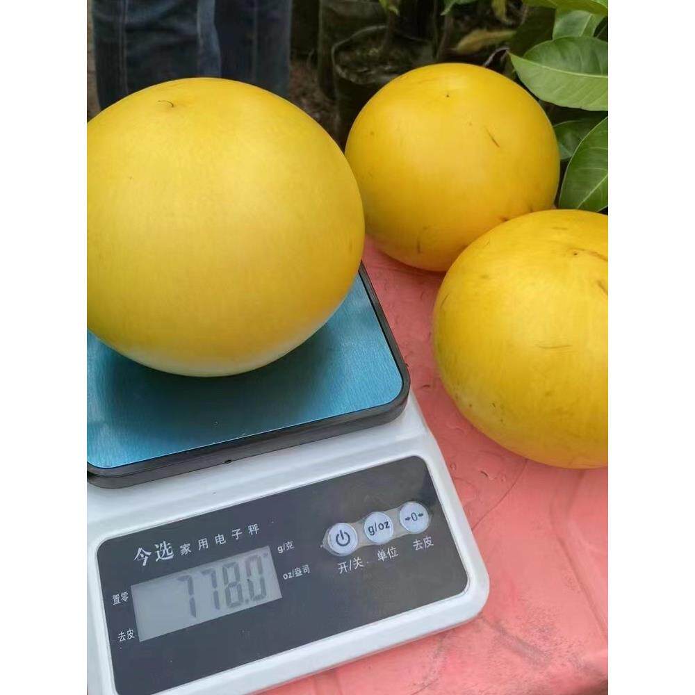 嫁接台湾黄晶果树黄宝石6号冬蜜四季结果庭院盘栽当年结果