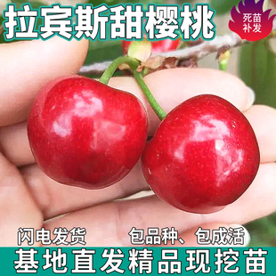 拉宾斯甜樱桃树苗南北方地栽矮化特大嫁接车厘子树苗盆栽当年结果