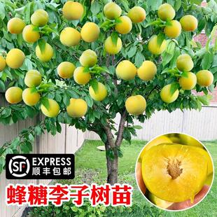 嫁接蜂糖李树苗脆甜脱骨李西梅果树盆栽地栽庭院四季种植李子