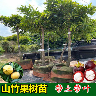 山竹树苗泰国无籽岭南黄金山竹果树苗四季盆栽地栽庭院南北方种植