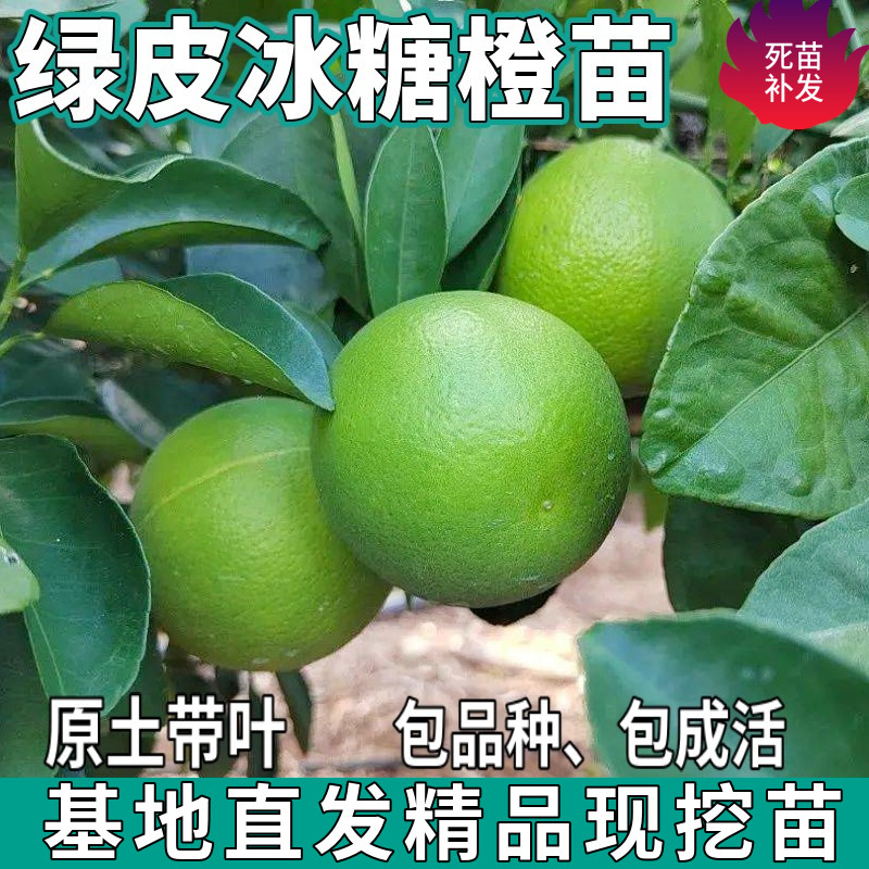 绿皮冰糖橙苗树南北方庭院盆栽地栽种植嫁接甜橙子果树苗当年结果