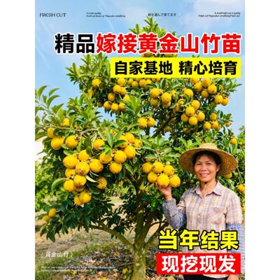 黄金山竹树苗盆栽岭南正宗山竹嫁接无籽果树四季种植耐寒地栽果苗