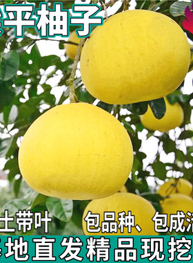 梁平柚子树苗南北方庭院