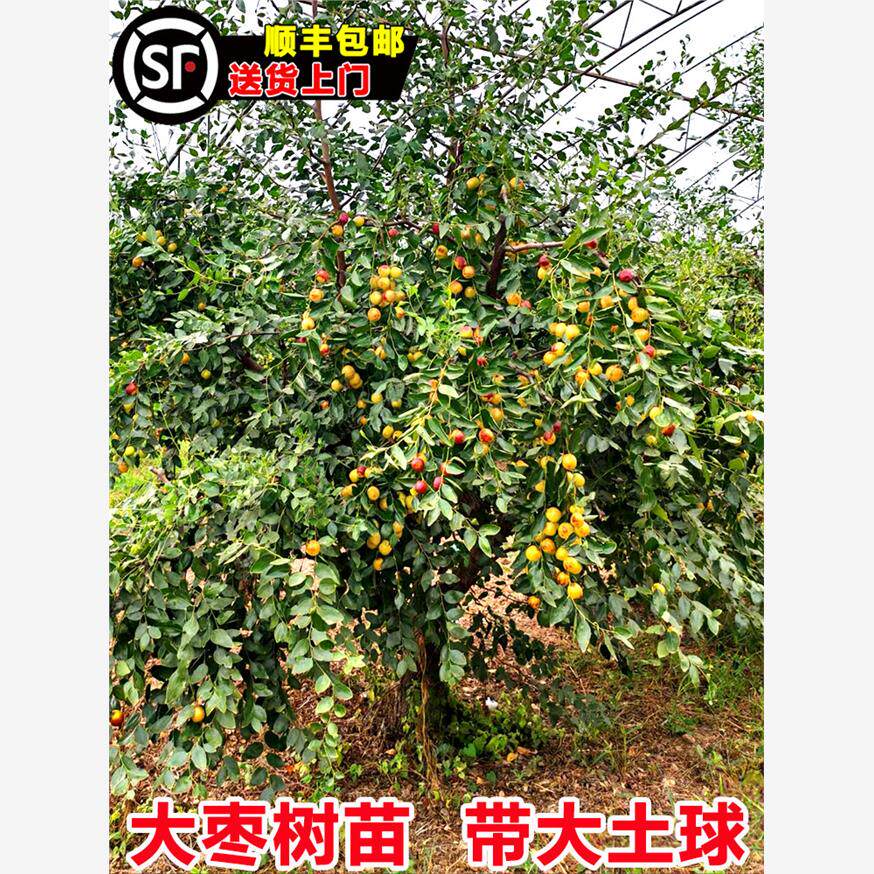 特大枣树活苗带土球老桩脆甜沾化冬枣庭院果树盆栽地栽金丝枣树苗