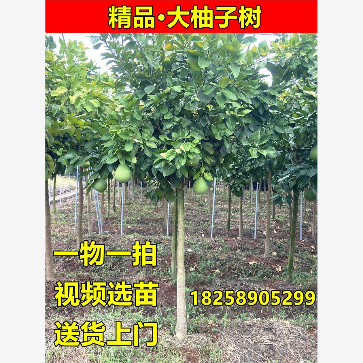 庭院别墅地栽大柚子树苗红心蜜柚马家柚胡柚大树葡萄柚琯溪蜜柚树