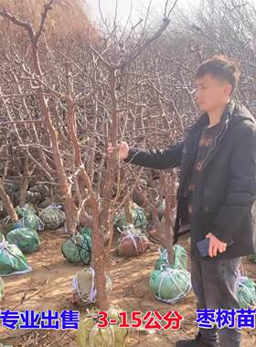 新品种特大果枣苗沾化冬
