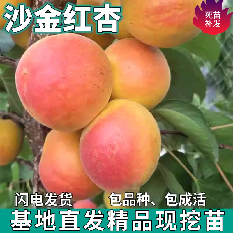 沙金红杏苗树南北方地栽四季种植特大果嫁接杏子树苗盆栽当年结果