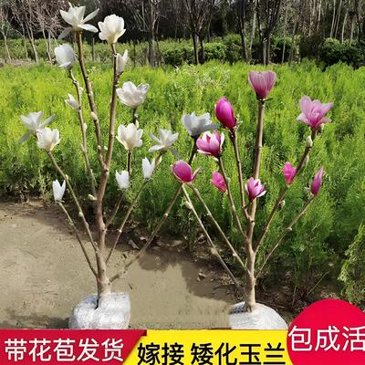矮化嫁接紫玉兰苗花树苗