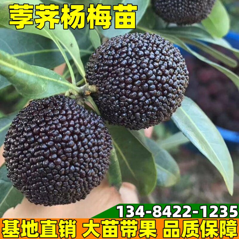 杨梅树苗荸荠杨梅果树苗正宗嫁接宁波荸荠杨梅苗南北方种植结果苗