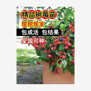 树莓苗双季覆盆子果树苗盆栽地栽南北方种植当年结果红黄树莓果苗